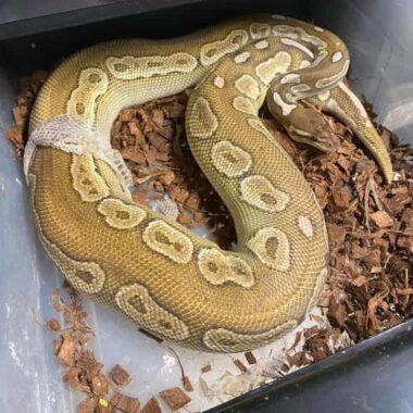 Ball Python Shedding: Process and Care Tips