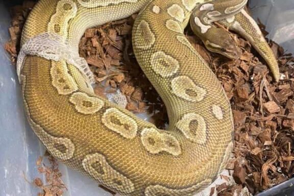 Ball Python Shedding: Process and Care Tips