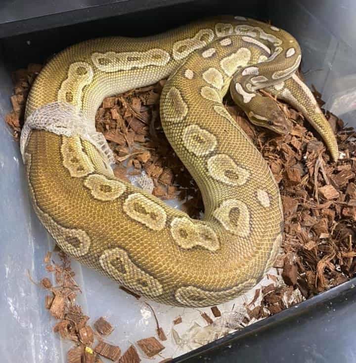 Ball Python Shedding: Process and Care Tips