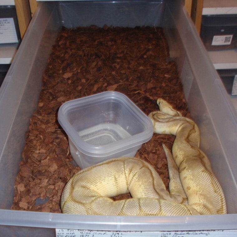 Ball Python Feeding Chart: Age & Size Guide