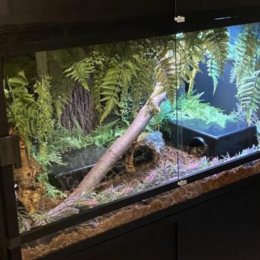 Ball Python Tank Setup: Essentials & Tips