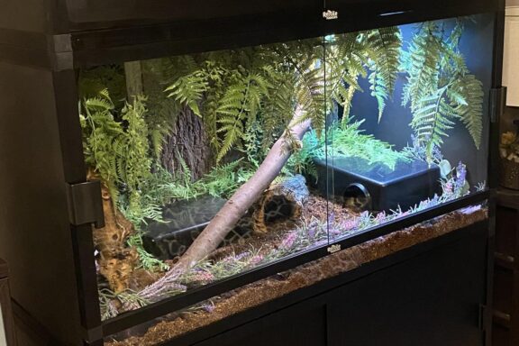 Ball Python Tank Setup: Essentials & Tips