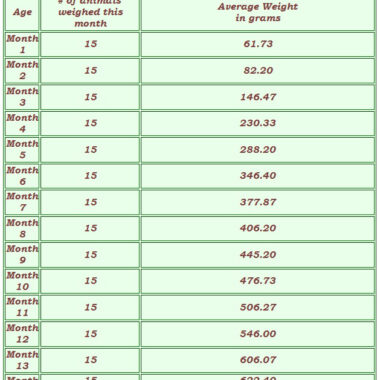 Ball Python Weight by Age: Growth Chart