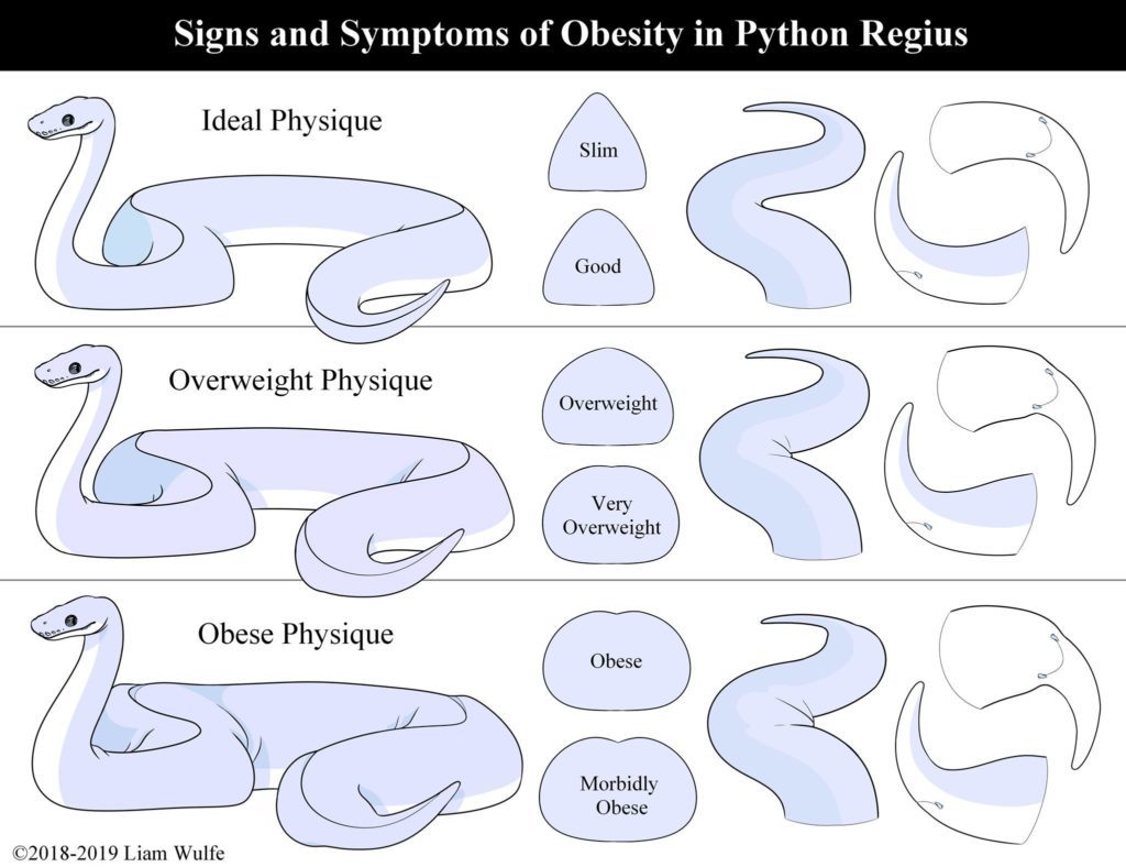 Ball Python Weight Chart: Age and Size Metrics