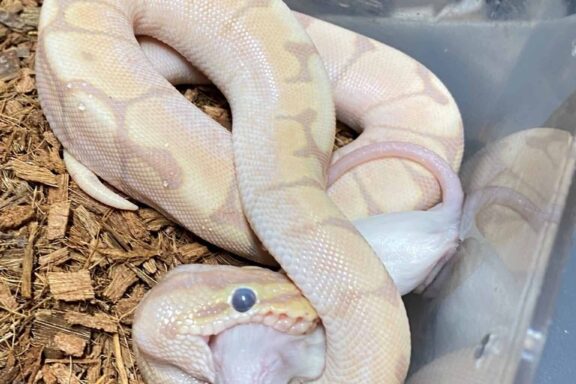 Ball Python Wobble Syndrome: Causes & Care