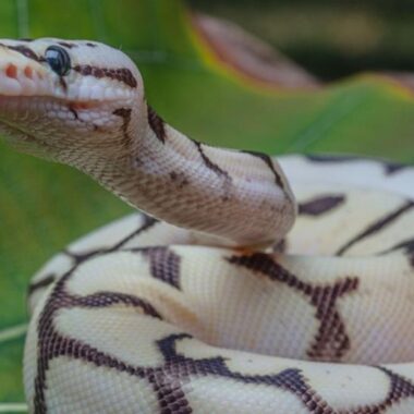 Ball Pythons as Pets: Care and Considerations