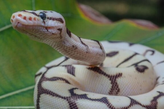 Ball Pythons as Pets: Care and Considerations