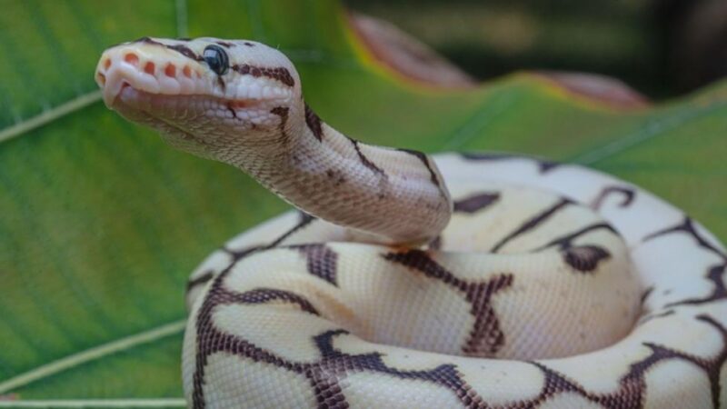 Ball Pythons as Pets: Care and Considerations