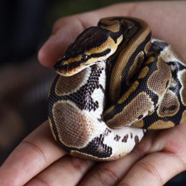 Ball Pythons in Florida: Habitat and Care