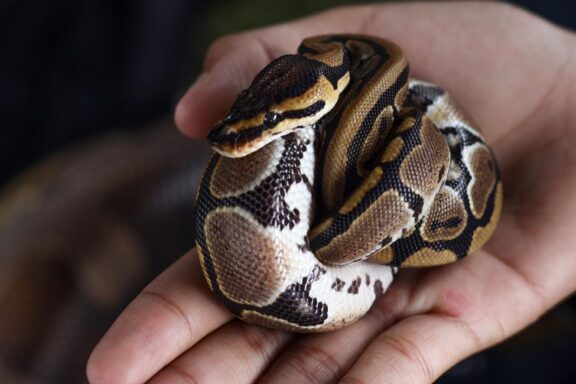 Ball Pythons in Florida: Habitat and Care