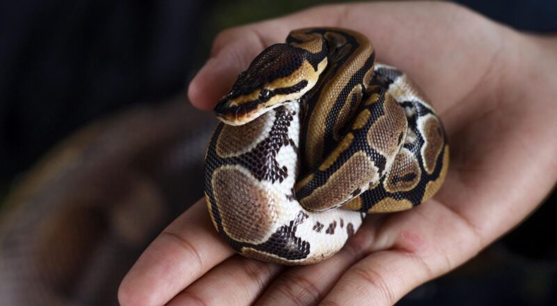 Ball Pythons in Florida: Habitat and Care