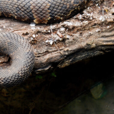 Banded Water Snake: Species Guide & Traits