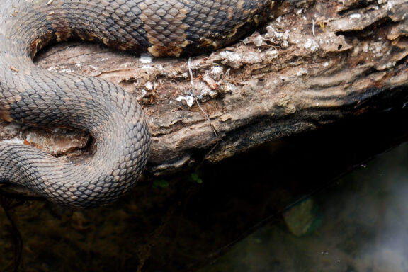 Banded Water Snake: Species Guide & Traits