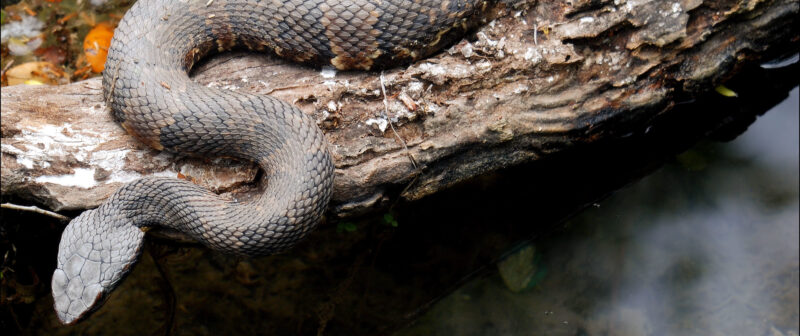 Banded Water Snake: Species Guide & Traits