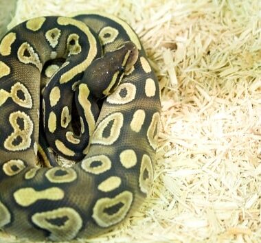 Best Bedding Options for Ball Pythons