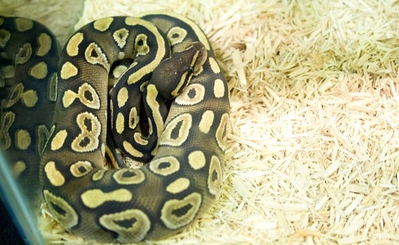 Best Bedding Options for Ball Pythons