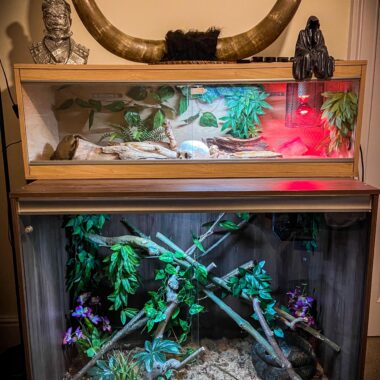 Best Enclosure for Carpet Pythons: Setup Guide