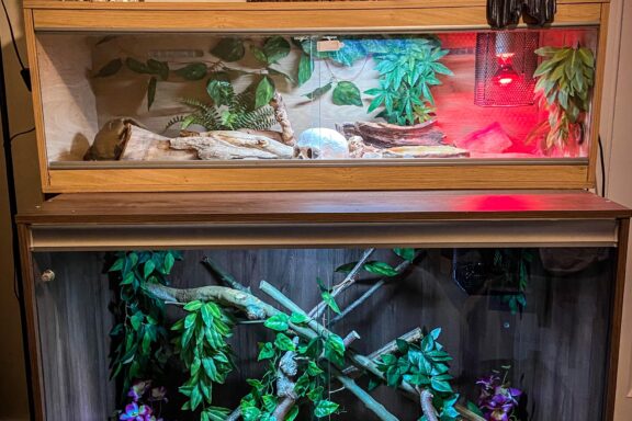 Best Enclosure for Carpet Pythons: Setup Guide