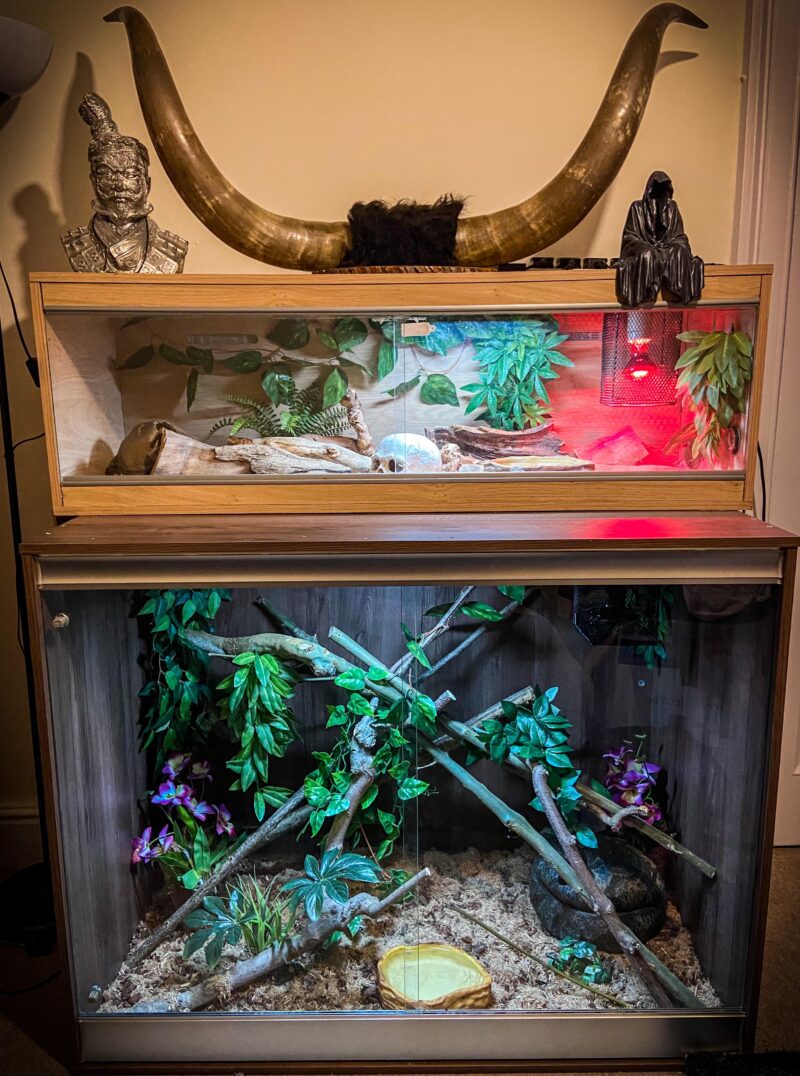 Best Enclosure for Carpet Pythons: Setup Guide