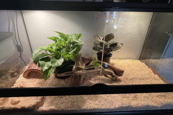 Best Enclosures for Happy Corn Snakes