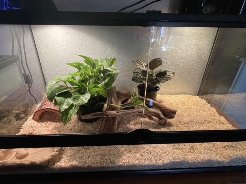 Best Enclosures for Happy Corn Snakes