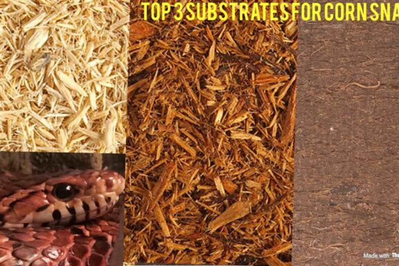 Best Substrates for Corn Snake Enclosures