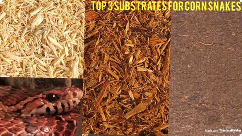 Best Substrates for Corn Snake Enclosures