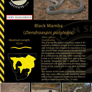 Black Mamba Bite Survival Rate: Medical Guide