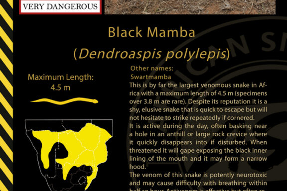 Black Mamba Bite Survival Rate: Medical Guide