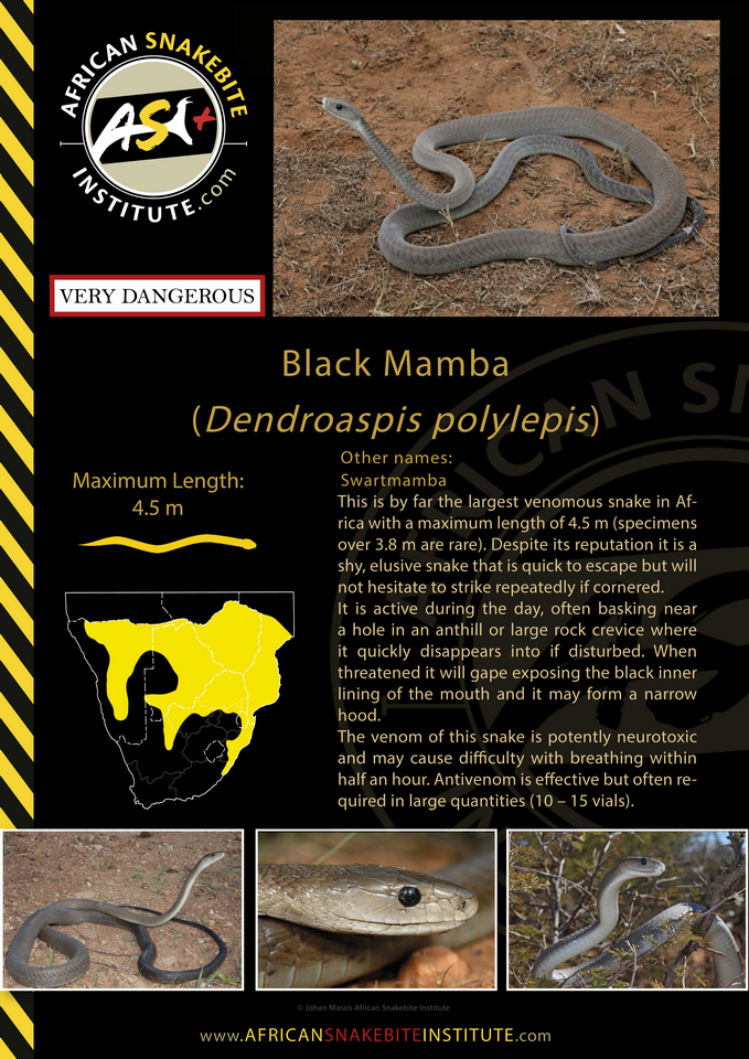 Black Mamba Bite Survival Rate: Medical Guide