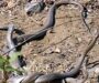 Black Mamba Eggs: Reproduction Guide