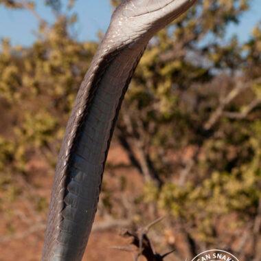 Black Mamba Facts: Essential Species Guide