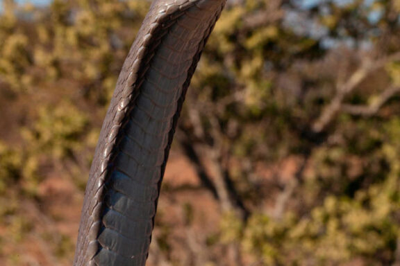 Black Mamba Facts: Essential Species Guide