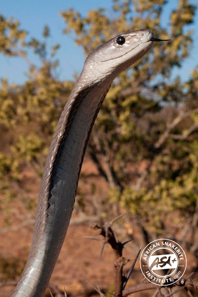 Black Mamba Facts: Essential Species Guide