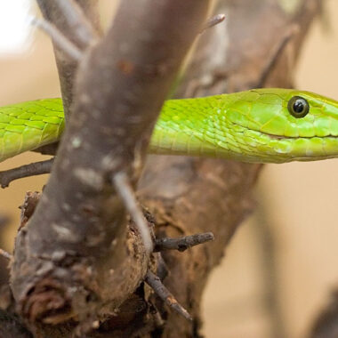 Black Mamba Food: Diet and Hunting Guide