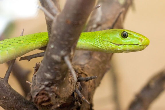 Black Mamba Food: Diet and Hunting Guide