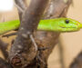 Black Mamba Food: Diet and Hunting Guide