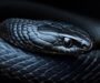 Black Mamba Habitat: Natural Environment Guide