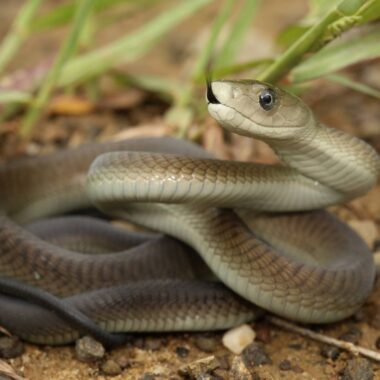 Black Mamba Predators: Natural Threats Guide