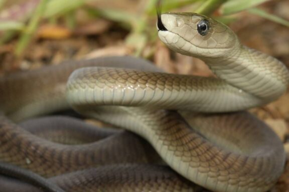 Black Mamba Predators: Natural Threats Guide