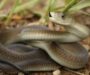 Black Mamba Predators: Natural Threats Guide