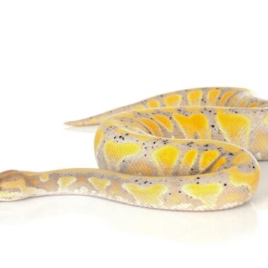 Blue Carpet Python: Essential Care & Facts Guide