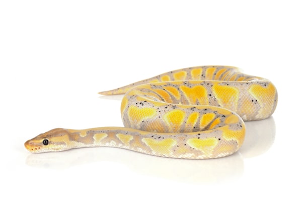 Blue Carpet Python: Essential Care & Facts Guide