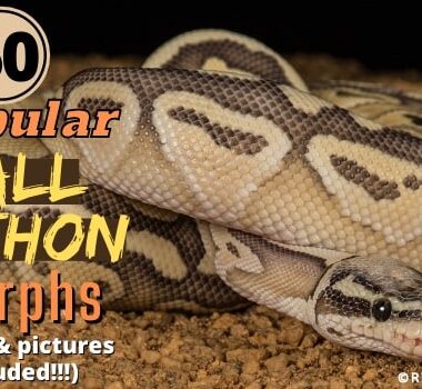 Boa Constrictor Albino: Color Morph Guide