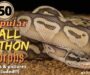 Boa Constrictor Albino: Color Morph Guide