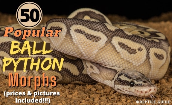 Boa Constrictor Albino: Color Morph Guide