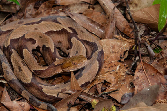 Boa Constrictor Bite: Treatment and Prevention