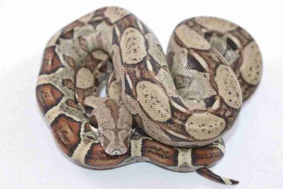 Boa Constrictor Care: Complete Guide