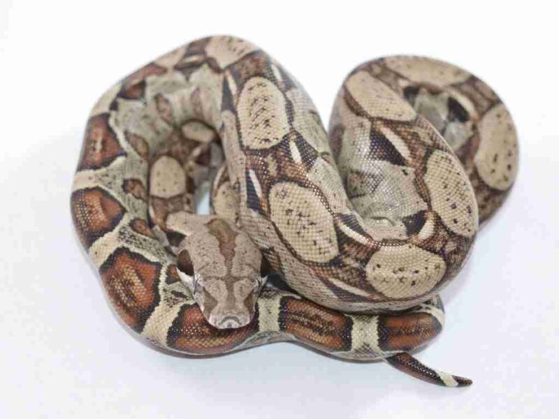 Boa Constrictor Care: Complete Guide