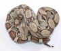 Boa Constrictor Care: Complete Guide